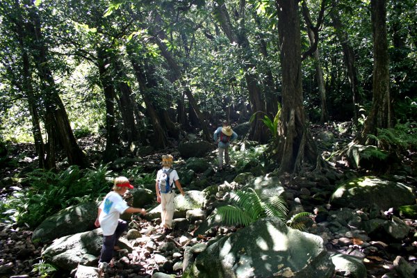 Banyan forest growing over a damp river bed